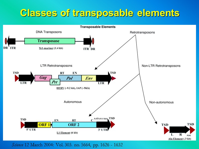 Classes of transposable elements Science 12 March 2004: Vol. 303. no. 5664, pp. 1626